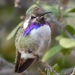 Costa's Hummingbird - Photo (c) spyingnaturalist, some rights reserved (CC BY-NC), uploaded by spyingnaturalist
