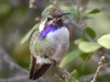 Bee Hummingbirds, Emeralds, Mountain-gems, and Allies - Photo (c) SpyingNaturalist, some rights reserved (CC BY-NC), uploaded by SpyingNaturalist