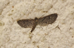 Synglochis perumbraria