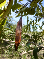 Dalbergia bemarivensis