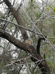 Sciurus niger limitis