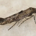 Epermeniidae - Photo (c) Ilona L,  זכויות יוצרים חלקיות (CC BY-NC-SA)