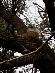 Sciurus niger limitis