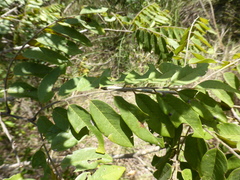 Dalbergia bemarivensis