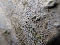 Chaenothecopsis