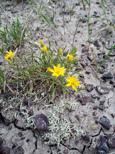 branched false goldenweed (Oonopsis multicaulis)