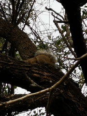 Sciurus niger limitis