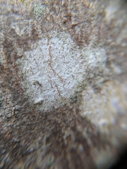 Anisomeridium leucochlorum