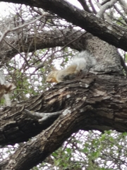 Sciurus niger limitis