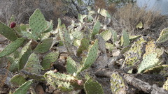 Opuntia oricola