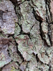 Lepraria hodkinsoniana