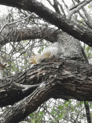 Sciurus niger limitis