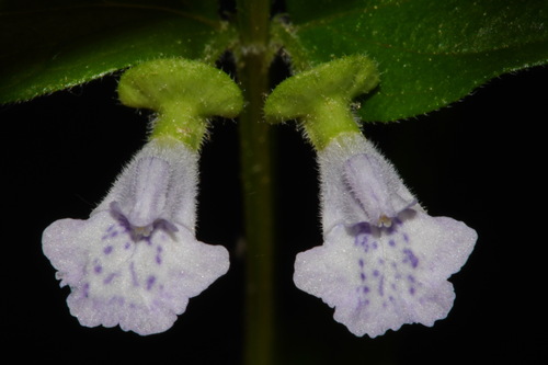 Image of Scutellaria nervosa by (c) Brian Finzel, some rights reserved (CC BY-SA)