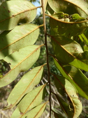 Dalbergia bemarivensis