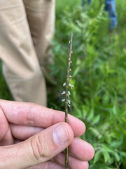 Nathan Aaron, CC BY, iNaturalist via GBIF Rottboellia campestris, photograph Nathan Aaron, CC BY, iNaturalist via GBIF