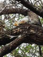 Sciurus niger limitis