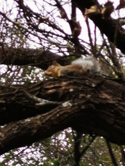 Sciurus niger limitis