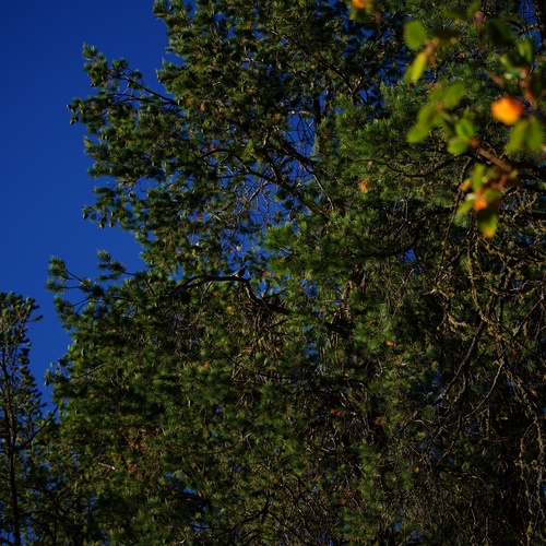 Image of Pinus lagunae by (c) Bill Levine, some rights reserved (CC BY)