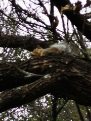 Sciurus niger limitis