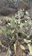 Opuntia oricola