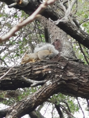 Sciurus niger limitis