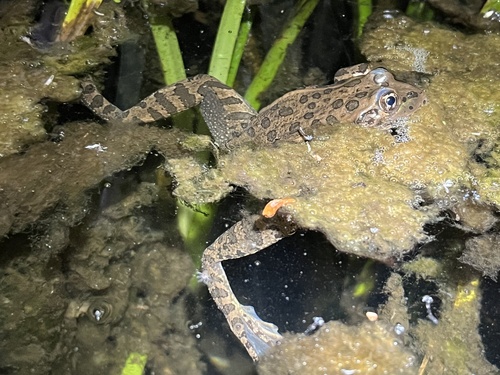 Chiricahua Leopard Frog