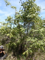 Dalbergia bemarivensis