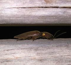 Deilelater physoderus