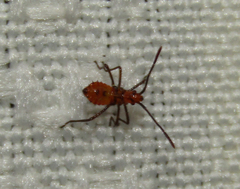 Hemiptera