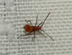 Hemiptera