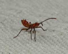 Hemiptera