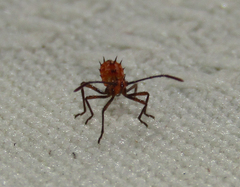 Hemiptera
