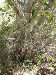 Dalbergia bemarivensis