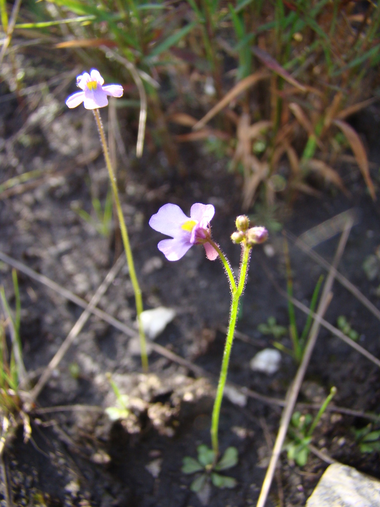 Genlisea violacea A.St.-Hil. 2