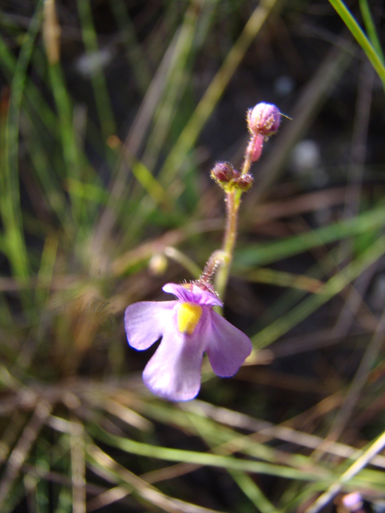 Genlisea violacea A.St.-Hil. 3