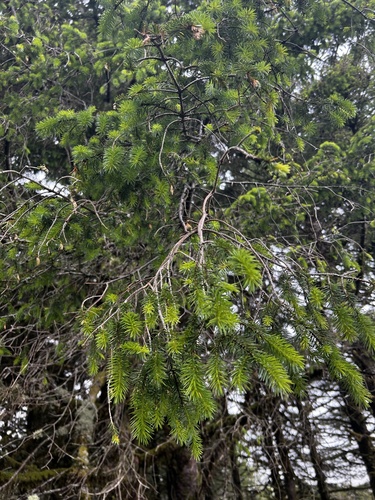 Pseudotsuga menziesii image