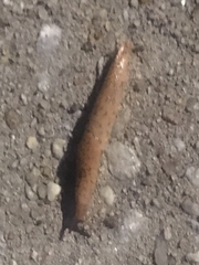 Limax maximus