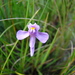 Utricularia damazioi - Photo (c) Yoannis Domínguez, some rights reserved (CC BY-NC), uploaded by Yoannis Domínguez