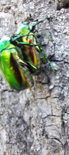Big Rose Chafer