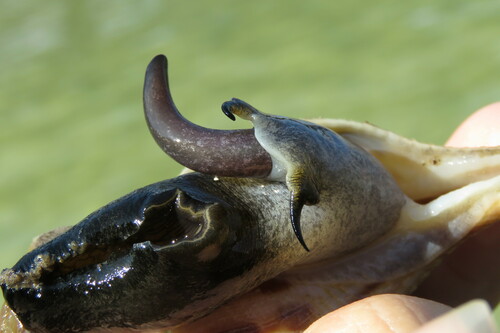 Florida Pear Whelk