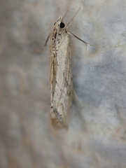 Evergestis isatidalis