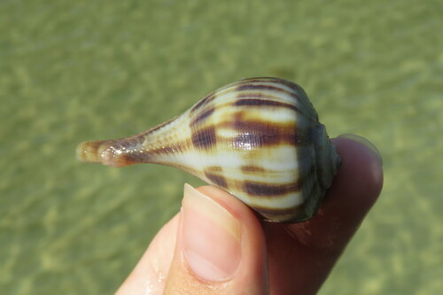 Florida Pear Whelk