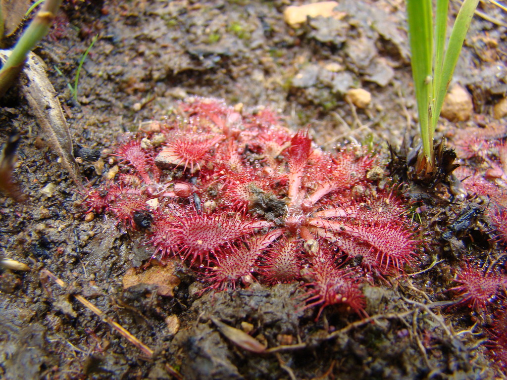 Drosera lutescens, São Roque de Minas - State of Minas Gerais, 37928-000, Brazil