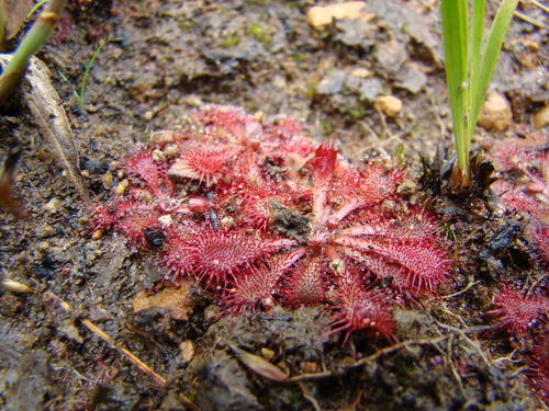Drosera lutescens