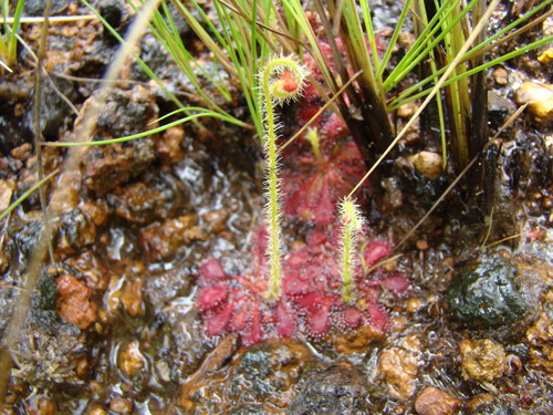 Drosera lutescens