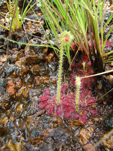 Drosera lutescens
