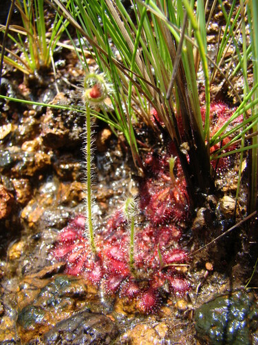 Drosera lutescens
