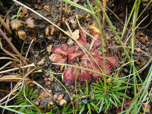 Drosera lutescens