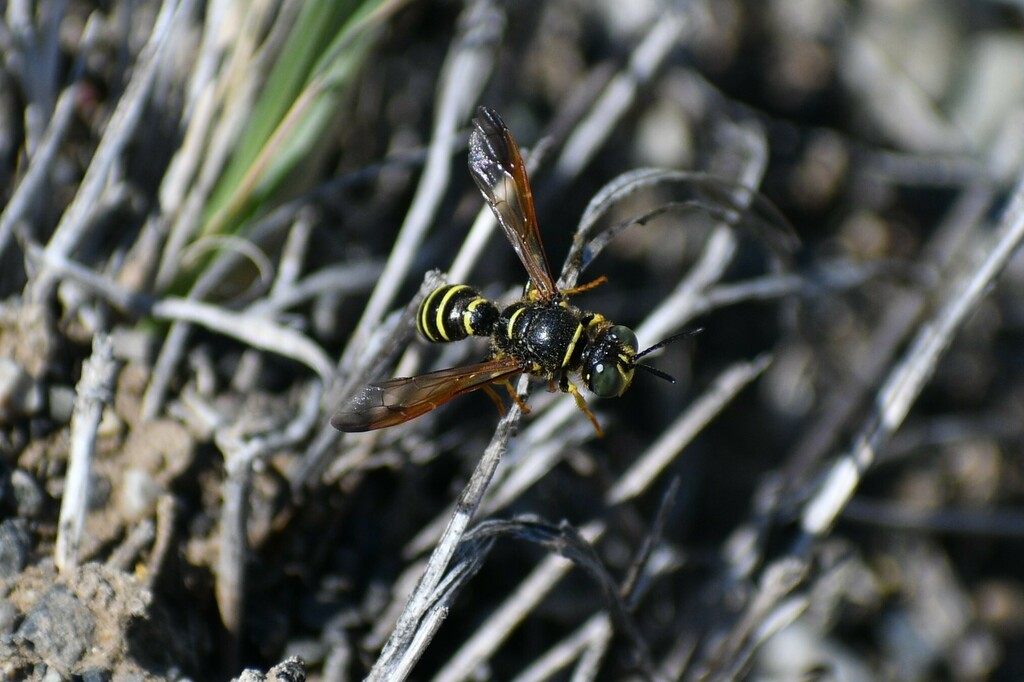 Eucerceris flavocincta