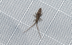 Entomobryoidea